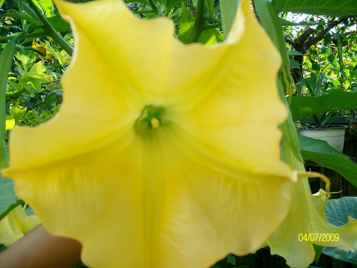 SANY3878 - flori
