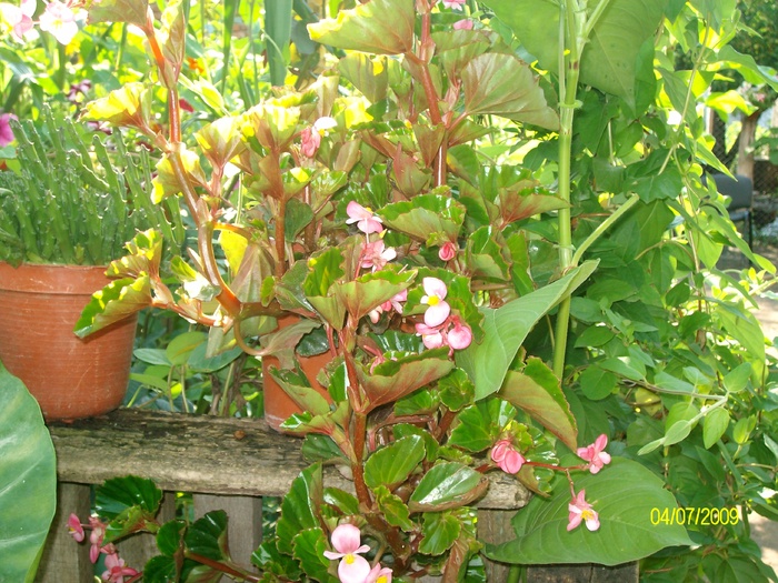 SANY3879 - flori