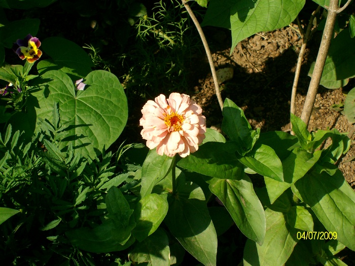 SANY3881 - flori