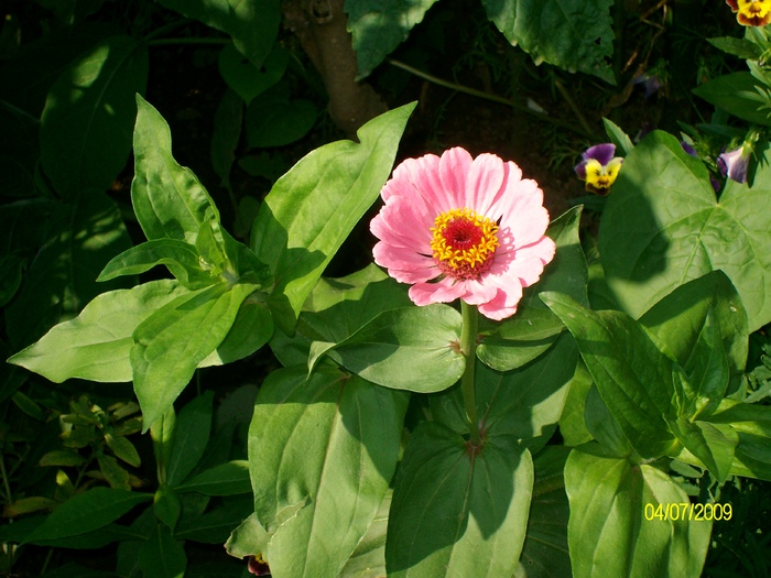 SANY3882 - flori