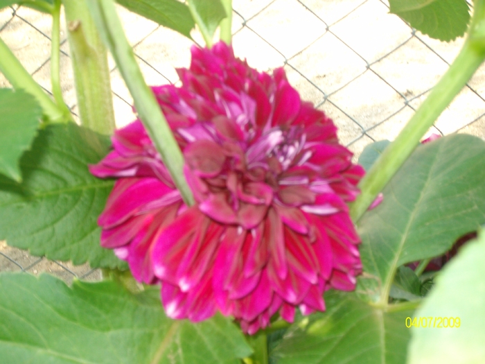 SANY3891 - flori
