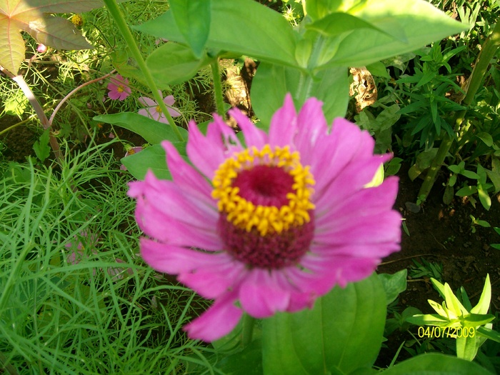 SANY3887 - flori