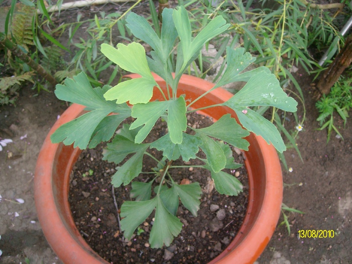SANY2166 - flori
