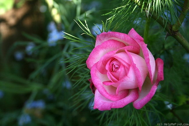 Harlequin rose