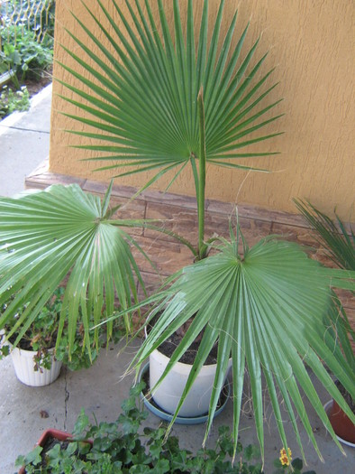 Washingtonia filifera - palmieri