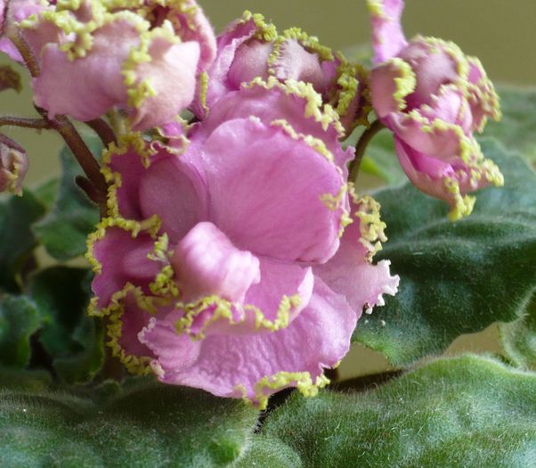 P1290531 - Potselyj Rusalki