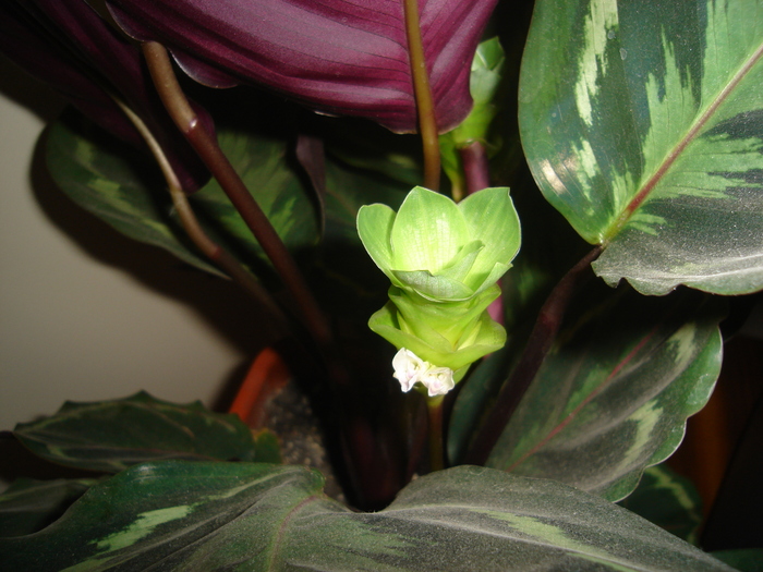 flori 2010 003