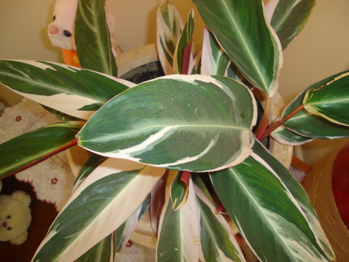flori 2010 006