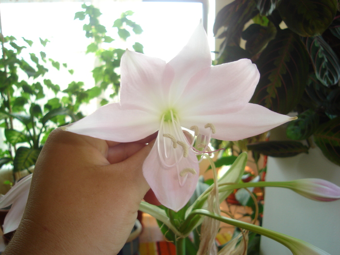 flori 2010 007