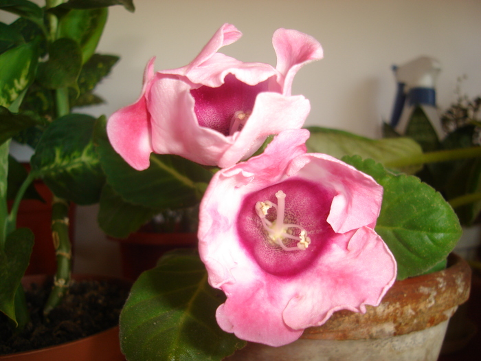 flori 2010 009