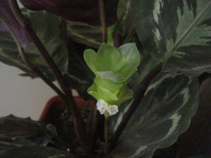 flori 2010 001
