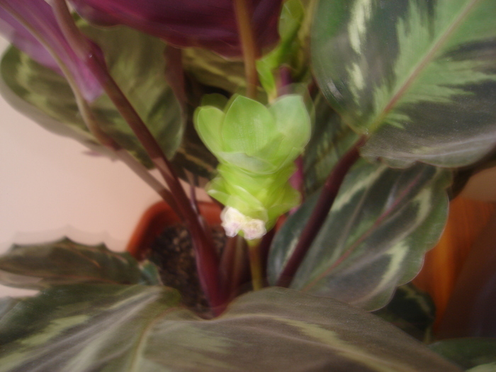 flori 2010 002