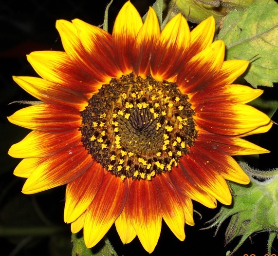 DSCN0998 - Floarea soarelui ornamentala