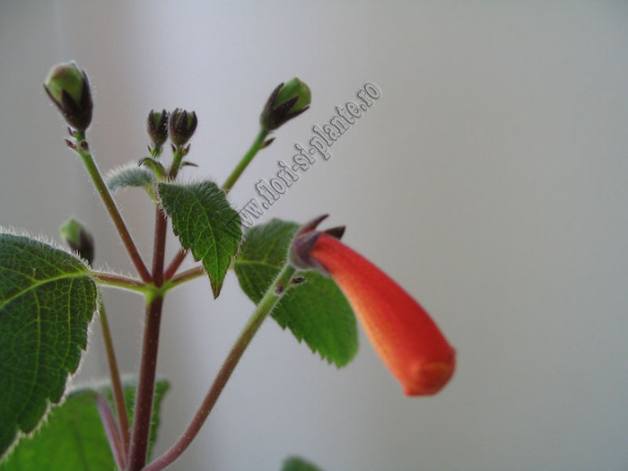 Achimenes pedunculata 2 - ACHIMENES I
