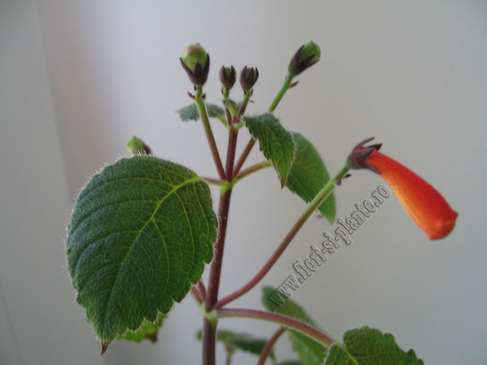 Achimenes pedunculata 3 - ACHIMENES I