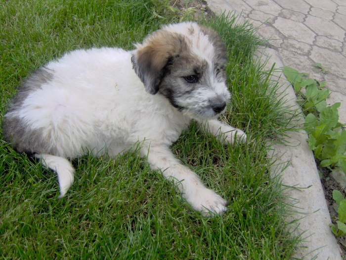 cora 03.06.2010 036