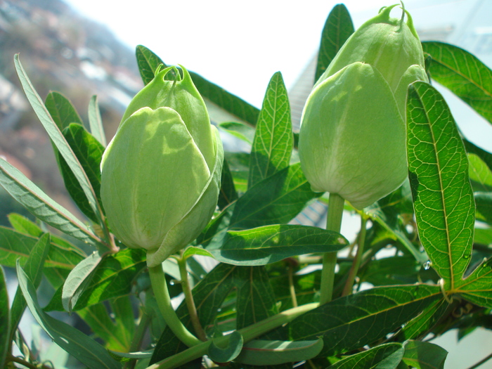 BOBOCI DE PASSIFLORA - FLORILE MELE