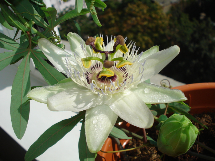 O FRUMUSETE DE FLOARE - FLORILE MELE