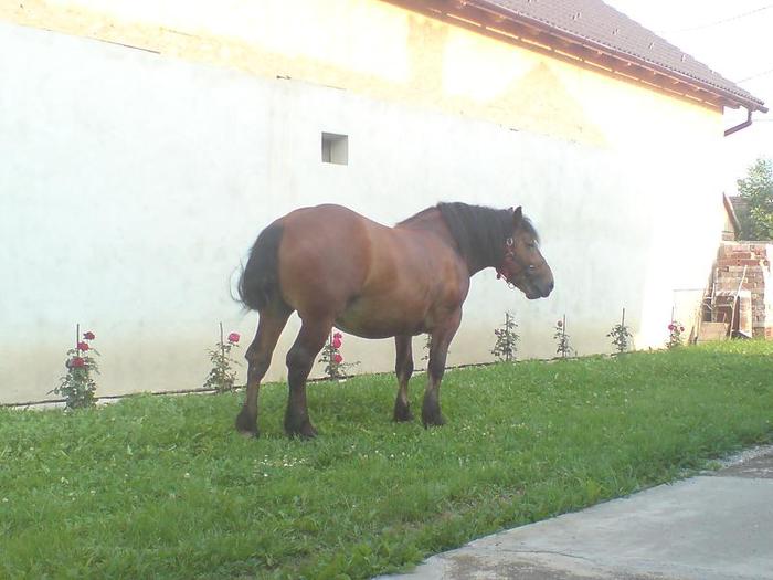 DSC05987 - x Radu - armasar semigreu 4 ani-VANDUT