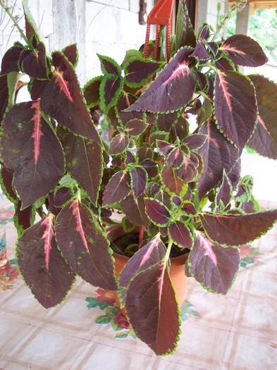 urzicuta - 2010 -b-vara