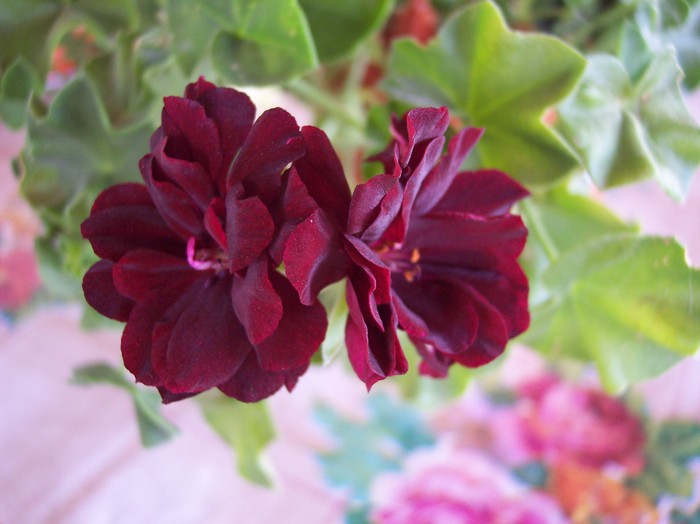 muscata grena - 2010 -b-vara