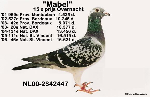 \'\' Mabel \'\' -Jan Theelen - Ascendenti celebri ai porumbeilor mei