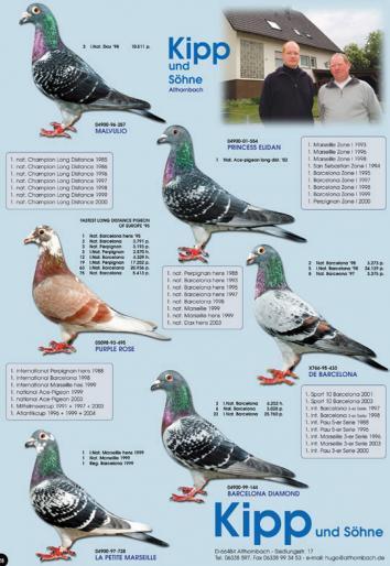 Barcelona King - porumbel din linia Aarden a fam. Kipp und sohne - Ascendenti celebri ai porumbeilor mei