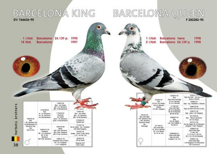 Barcelona King & Barcelona Queen - Ascendenti celebri ai porumbeilor mei