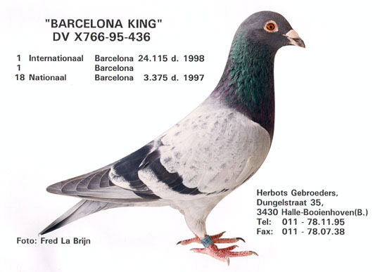 Barcelona King DV 766436-95 - Ascendenti celebri ai porumbeilor mei