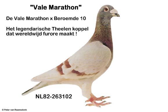 Vale Marathon - Jan Theelen - Ascendenti celebri ai porumbeilor mei