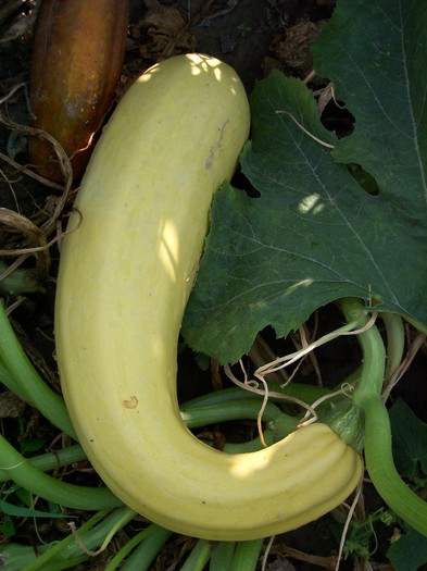 dovlecel - 2010 -b-vara