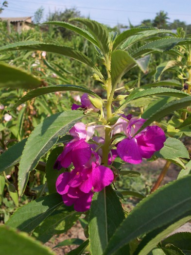 100_1010 - 2010 -b-vara