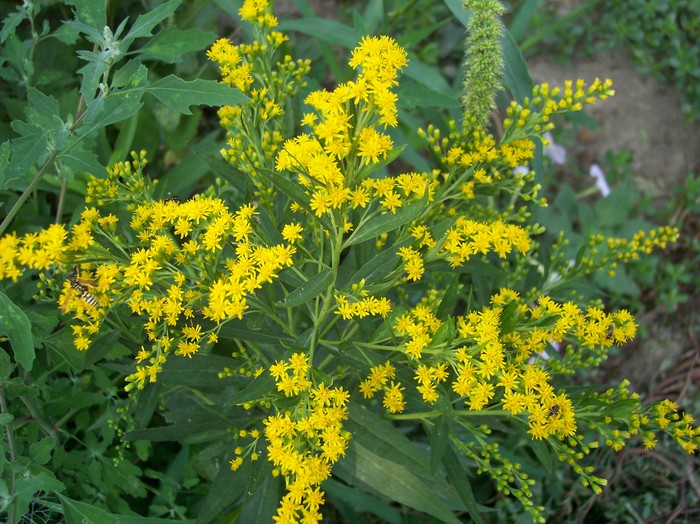 100_1016 - 2010 -b-vara
