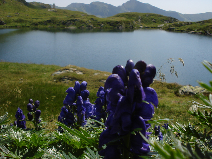 DSC00103 - Flora - Fauna Fagaras