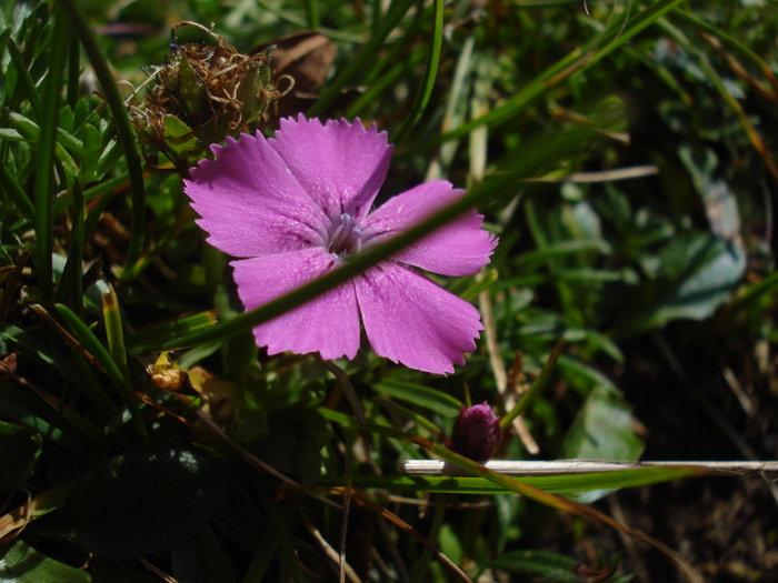 DSC00113 - Flora - Fauna Fagaras