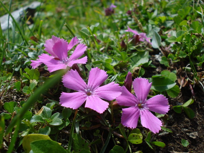 DSC00115 - Flora - Fauna Fagaras