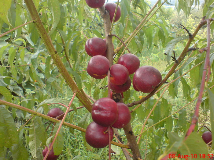 Nectarine - Fructe 2010