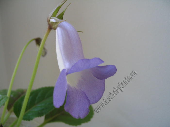 Sinningia Bleu Ciel - GLOXINIA _ SINNINGIA