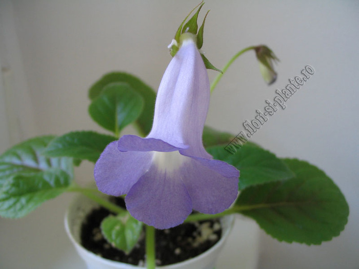 Sinningia Bleu Ciel - GLOXINIA _ SINNINGIA