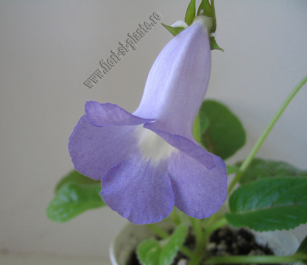 Sinningia Bleu Ciel - GLOXINIA _ SINNINGIA