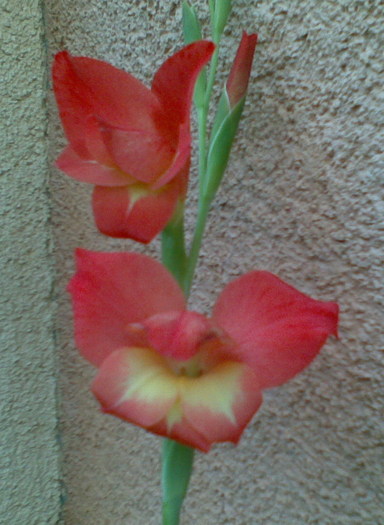 gladiola