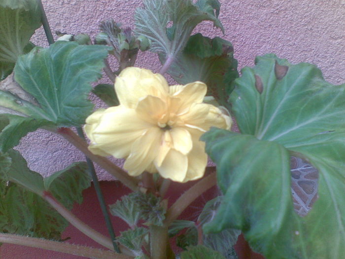 begonia crem