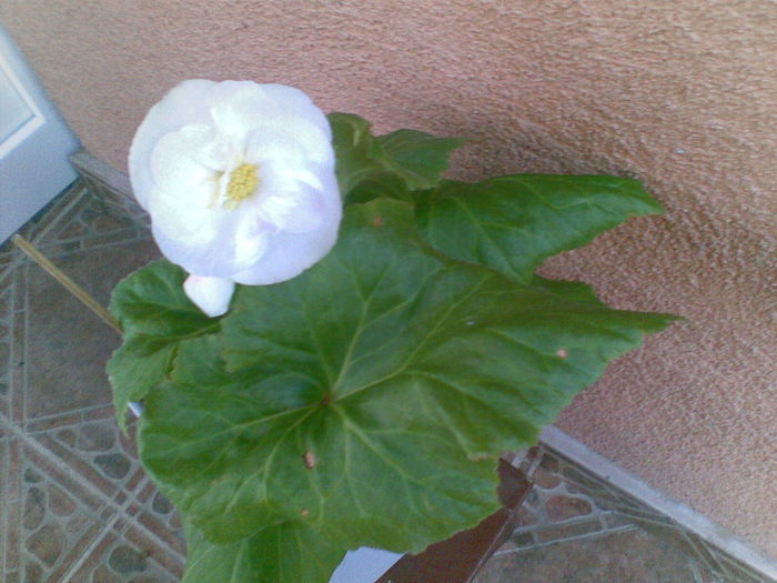 13082010(002) - Begonia