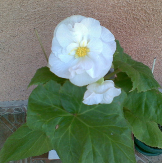 begonia alba - Begonia