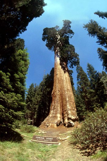 Arborele Sequoia din America - America