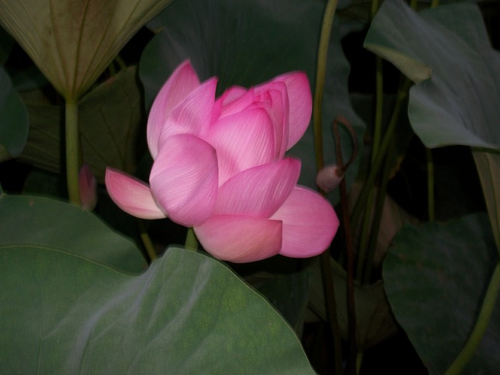 nufar(lotus)de apa calda - vacanta 2010