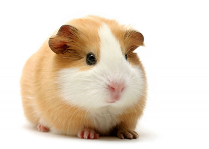 Hamster - Magazin de animale