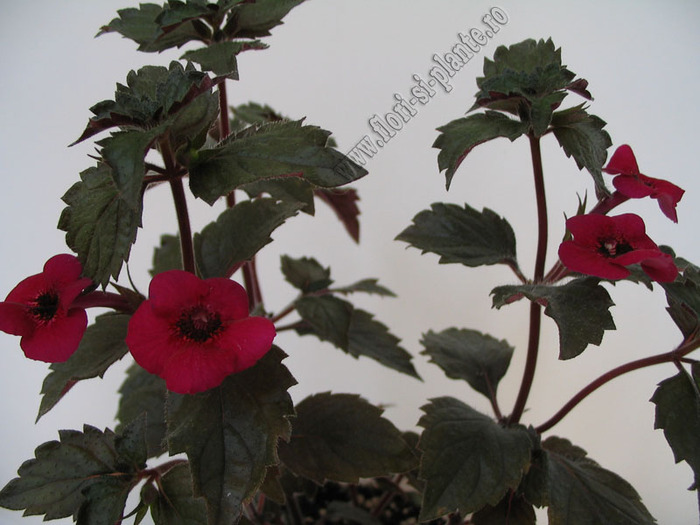 Achimenes Weinrot elfe 4 - ACHIMENES I