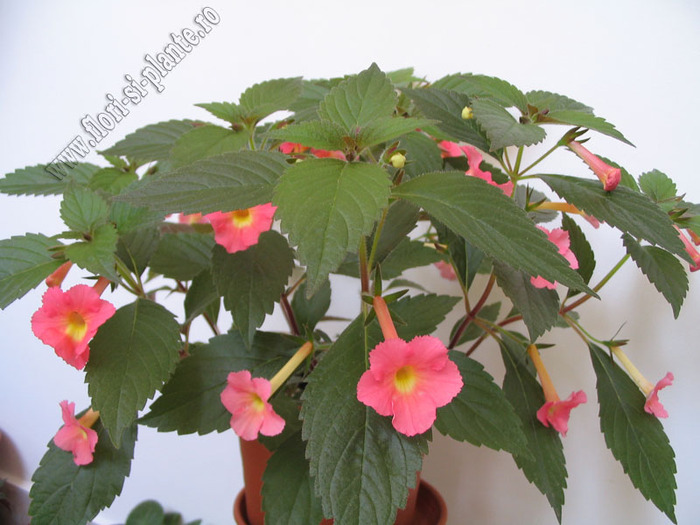 Achimenes Peach Glow 5 - ACHIMENES I