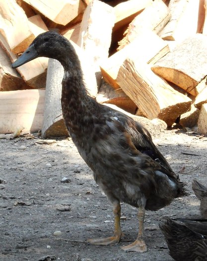 runner duck; 3 luni
